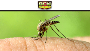 Pest Control Services by DFW Mosquito in Fort Worth