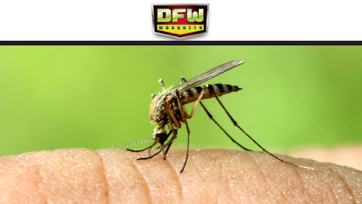 Pest Control Services by DFW Mosquito in Fort Worth, Texas