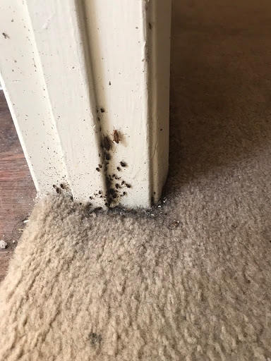 DFW Wildlife And Pest Control, Pest Control company in Garland Pest Control Services by DFW Wildlife And Pest Control in Garland, Texas