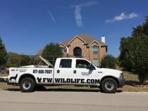 Pest Control Services by Dallas Fort Worth Wildlife Control in Bedford