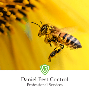 Pest Control Services by Daniel Pest Control & Professional Services in Seguin
