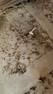 Pest Control Services by Dave'S Bug Pro in Wichita Falls