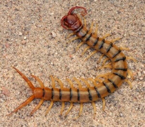 Pest Control Services by Desert Pest Solutions Llc in Alpine