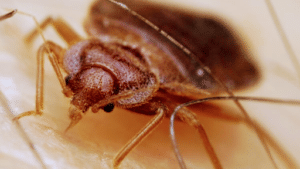 Pest Control Services by Dowell Pest Control in Port Lavaca