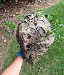 Pest Control Services by Ecodefense Pest Solutions in Dallas