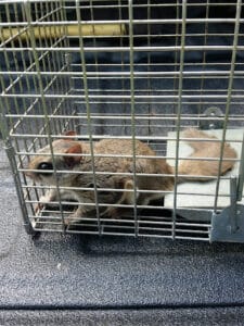 Pest Control Services by Ecoprime Pest Control in El Paso