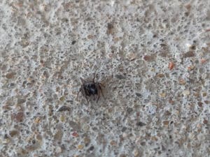 Pest Control Services by Ecostar Pest Control: Pest Control Near Dallas & Carrollton