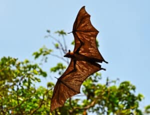 Pest Control Services by Elite Wildlife Services in Houston