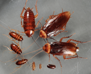Pest Control Services by Ennyk Pest Control in Houston