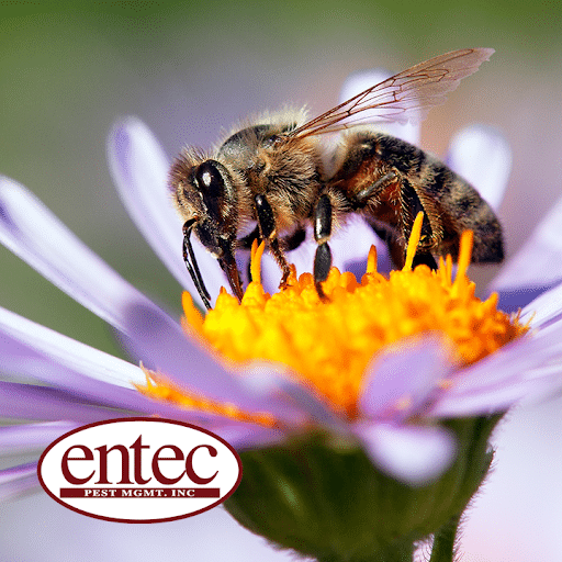 Pest Control Services by Entec Pest Management in Bryan