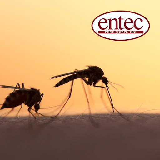 Pest Control Services by Entec Pest Management Inc. in Brenham