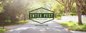 Pest Control Services by Entex Pest Solutions in Richardson