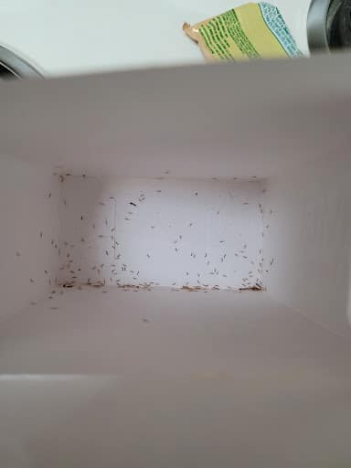 Pest Control Services by Ento Pest in Houston, Texas