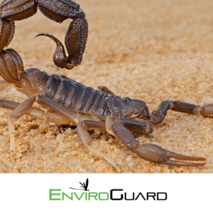 Pest Control Services by Enviroguard Pest Control in Corpus Christi