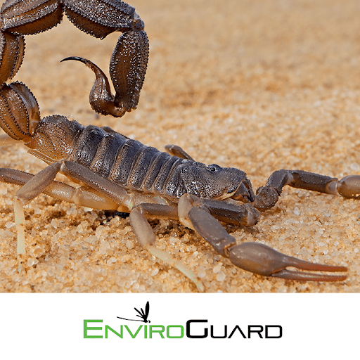Pest Control Services by Enviroguard Pest Control in Corpus Christi, Texas