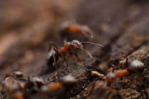 Pest Control Services by Esparza Pest Control in Edinburg