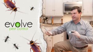 Pest Control Services by Evolve Pest Control in Addison