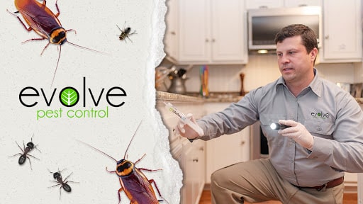 Evolve Pest Control, Pest Control company in Addison Pest Control Services by Evolve Pest Control in Addison, Texas