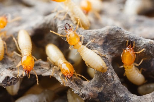 Pest Control Services by Final Stepp Pest Control in Magnolia