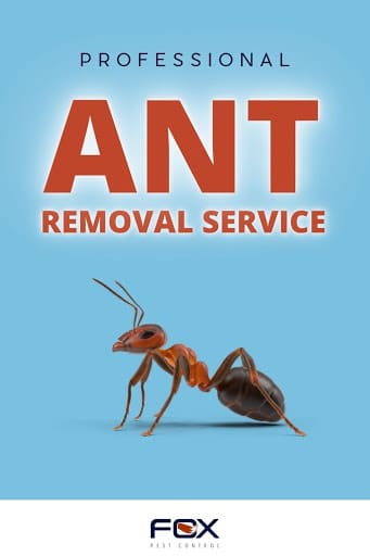 Pest Control Services by Fox Pest Control in Pharr