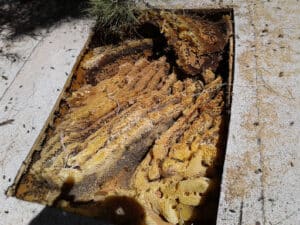 Pest Control Services by Freedom Bee Removal Specialist in El Paso