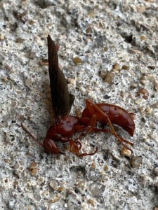 Pest Control Services by Fresh Fields Pest Control & Pet Waste Removal in Rosenberg