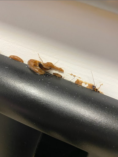 Pest Control Services by Fullscope Pest Control in Cleveland, Texas