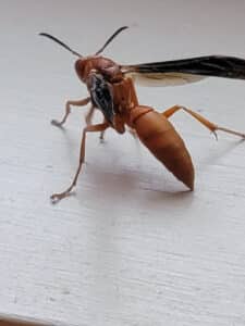 Pest Control Services by Gary'S Termite & Pest Control in Mt Vernon