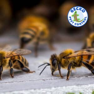 Pest Control Services by Gecko Pest Control in Marshall