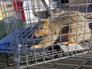 Pest Control Services by Global Pest Control in Brookshire