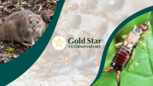 Pest Control Services by Gold Star Exterminators in Eagle Pass