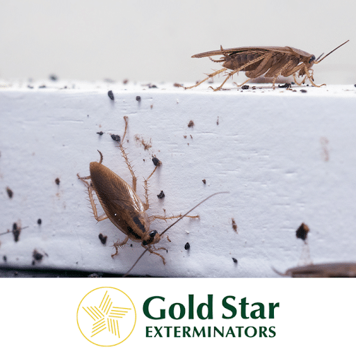 Pest Control Services by Gold Star Exterminators in New Braunfels, Texas