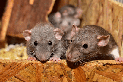 Green And Safe Pest Control, Pest Control company in Plano Pest Control Services by Green And Safe Pest Control in Plano, Texas