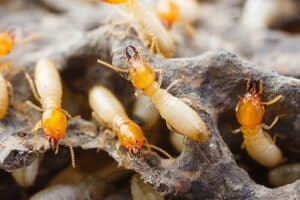 Pest Control Services by Green Defense Pest Control in Carrollton