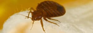 Pest Control Services by Green Earth Exterminators in Austin