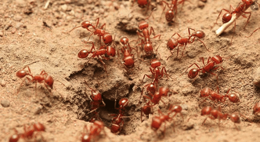 Pest Control Services by Green Earth Exterminators in Houston