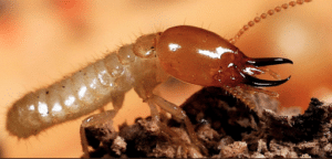 Pest Control Services by Green Earth Exterminators in Marble Falls