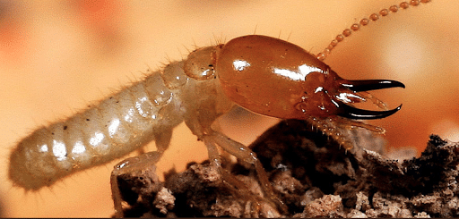 Pest Control Services by Green Earth Exterminators in Marble Falls