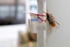 Pest Control Services by Harrison Pest Services in Baytown