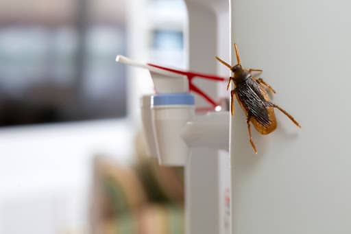 Pest Control Services by Harrison Pest Services in Baytown, Texas