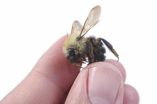 Pest Control Services by Hernandez Pest Control Llc in Zapata, Texas