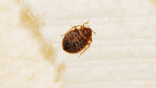 Hi-Tech Pest Services, Pest Control company in New Braunfels Pest Control Services by Hi-Tech Pest Services in New Braunfels, Texas