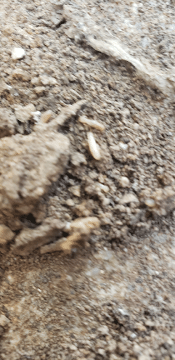 Pest Control Services by Hocus Pocus Pest Control in El Paso