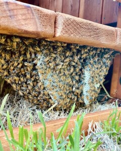 Pest Control Services by Home And Hive in Celina
