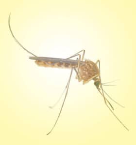Pest Control Services by Home Solutions: Pest Control in San Antonio