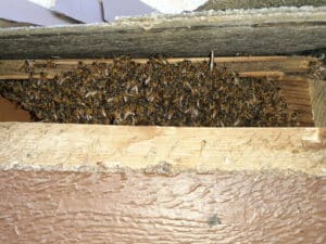Pest Control Services by Honey Bee Rescue in Dallas