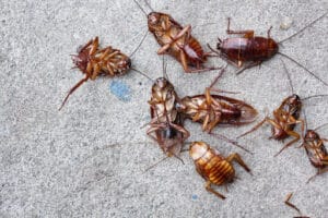 Pest Control Services by Houston Bed Bug Heat Treatment in Houston