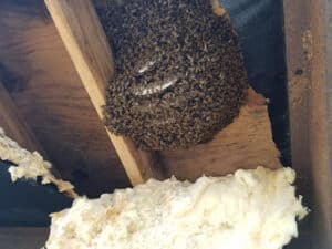 Pest Control Services by Houston Bee Man Dan in Houston