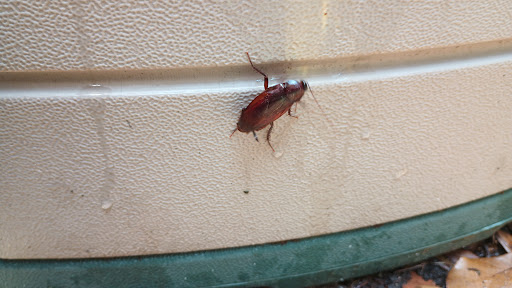 Houston Exterminating, Pest Control company in Cypress Pest Control Services by Houston Exterminating in Cypress, Texas