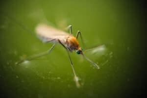 Pest Control Services by Houston Pest Management in Cypress